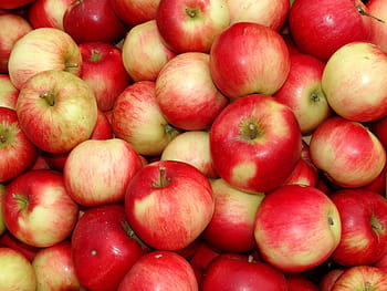 pile, honeycrisp apple, apple, apple bunch, fruits, red, yellow, fruit, food, delicious, nature