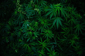wild hemp, hemp, plant, weed, marijuana, cannabis, drug, natural, grass, herbal, herb