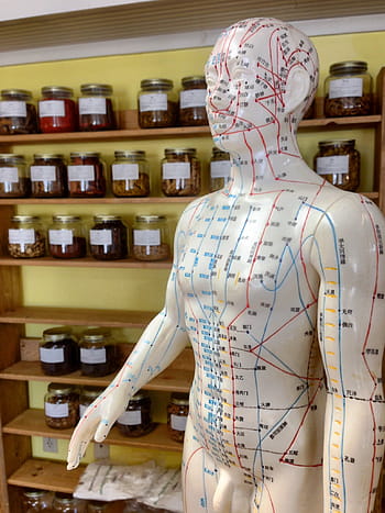 acupuncture points mannequin, acupuncture, herbs, alternative, homeopathy, chinese, wellness, treatment, rear view, retail, store