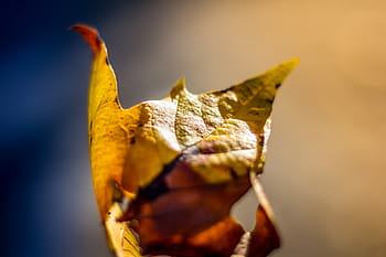 verde, Marrone, foglia, selettivo, messa a fuoco, fotografia, acero, autunno, natura, girato in studio, nessuno