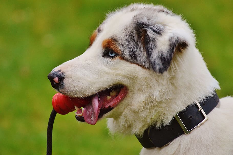 dog, play, meadow, romp, toys, animal, pet, fur, cute, sweet, blue eye