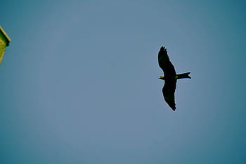bird, flying, brown, concrete, building, daytime, black, blue, sky, birds, eagle