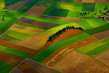 untitled, field, farm, green, grass, agriculture, tree, plant, nature, outdoor, aerial