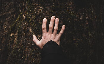 levé ruky, strom, rostlina, ruka, prst, lidské ruky, část lidského těla, jedna osoba, dojemný, dlaň, ženy
