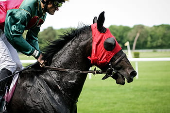 Carrera de caballos, animales, caballos, carreras, deporte, animal, pista de carreras de caballos, evento ecuestre, caballo de carreras, deporte animal, lugar deportivo