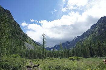 siberia, les, stromy, tajga