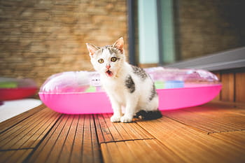 Uno, pequeño, enojado, gato, animal, monty, mascotas, coño, gato doméstico, lindo, felino