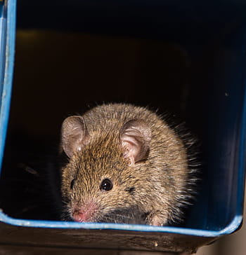Antechinus, Marsupial Mouse, marsupial, native, queensland, australia, wild, pink nose, pink ears, brown, fur