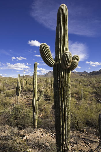 cactus, desert, saguaro, dry, nature, southwest, arizona, cacti, sky, outdoors, western