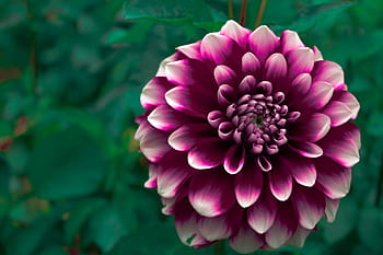 nachový, květ dahlia, detailní, fotografování, květ, růžový, okvětní lístek, zahrada, rostlina, Příroda, podzim