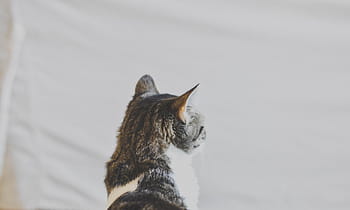 maro, alb, tabinet, pisică, natură, animale, gri, felin, pisica domestica, animale de companie, animal