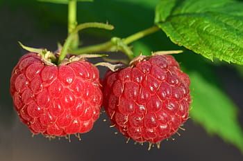 detailní fotografie, maliny, malina, ovoce, bobule, Červené, zralý, zavřít, sladký, Lahodné, vitamíny
