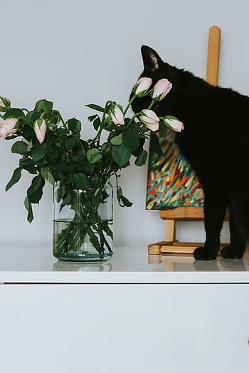 黒、 猫、 花、 絵画、 黒猫、 バラ、 ペット、 動物、 アート、 ピンク、 飼い猫