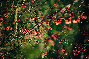 rojo, serbal, ramas, primer plano, flores, flora, fruta, naturaleza, hojas, árboles, primavera