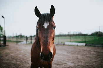 caballo, Retrato, animal, marrón, naturaleza, granja, mamífero, al aire libre, pasto, rural Escena, hierba