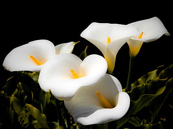 calla lilie, lilie, bílý, květ, lily rodina, Příroda, tyčinka, okrasné rostliny, okrasné květiny, razítko, zavřít