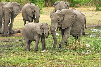 elephants, green, grass field, elephant, africa, african bush elephant, proboscis, mammal, pachyderm, south africa, botswana
