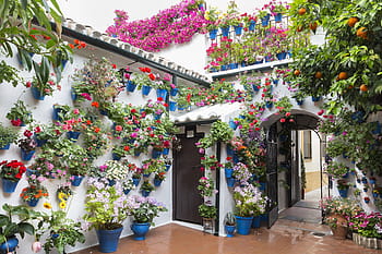 hus, omgitt, blomster, terrasser av córdoba, blomsterpotte, grønn, cordoba, Spania, blomst, potteplante, Europa