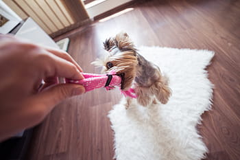 おかしい、 遊ぶ、 ヨーキー犬、 家＃3、 ヨーキー、 犬、 自宅で、 動物、 かわいい、 家族、 楽しい