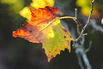 płytki, fotografia fokusowa, Zielony, liść, selektywny, skupiać, fotografia, czerwony, klon, światło słoneczne, Natura