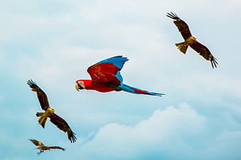 blue, red, parrot, flight, bird, beak, feather, animal, fly, dom, clouds