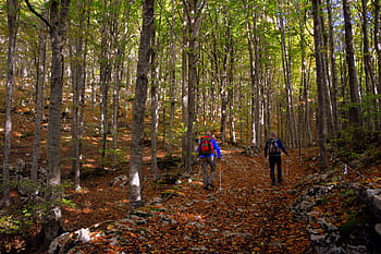 escursione, foresta, autunno, pista, il trekking, Camminata nordica, montagna, il percorso europeo, e5, Lessinia, Italia