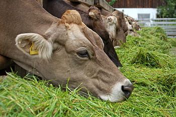 close-up foto, bruin, vee, aan het eten, gras, voedsel, eten, koe, dier, landbouw, koeien