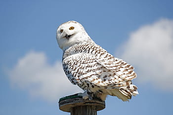 owl, perched, wooden, pedestal, Hedwig, Harry Potter, White, Snowy Owl, wildlife photography, bird, bird of prey