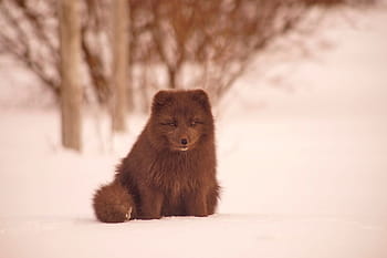 artico, Volpe, la neve, Volpe artica, Islanda, natura, animale, animali, naturale, selvaggio, inverno