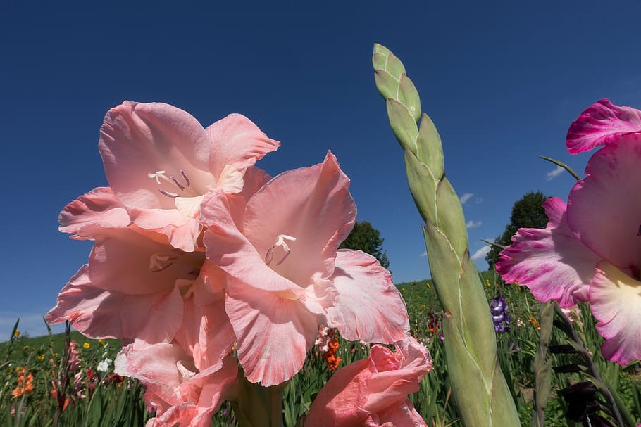 gladiolus, sword flower, schwertliliengewaechs, pink, tender, green, blue, bloom, nature, flora, summer