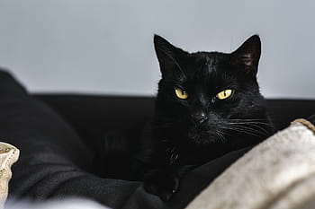 Retrato de gato, gato, retrato, mascota, animal, doméstico Gato, mascotas, mirando, felino, lindo, mamífero
