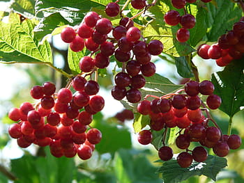 frutta, frutti di bosco, ordinario, palla di neve, rosso, palla di neve ordinaria, maturo, opulus viburnum, palla di neve comune, herzbeer, blutbeer