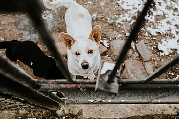 binatang, anak anjing, hitam dan putih, jeruji, gembok, Anjing, belakang, logam