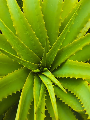 aloë vera, spikes, sappig, jmvh, fabriek, woestijn, Gezondheid, kruiden, geneeskunde, alternatief, cactus