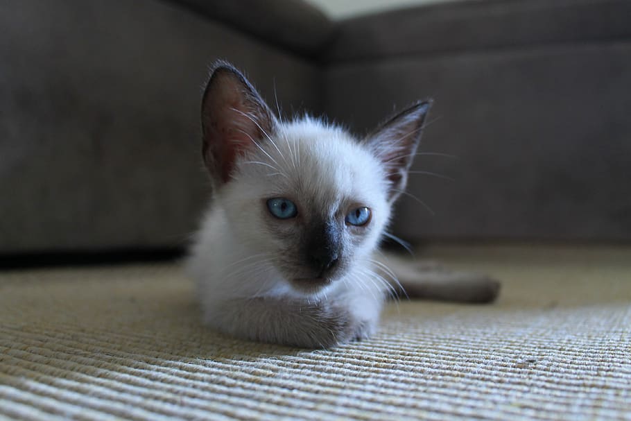 Kitten, Kitty, Fur, Cat, Pet, Animal, pet, animal, cute, domestic, young, white