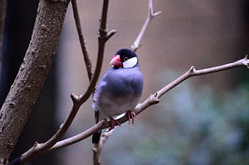 perched, afdeling, java sparrow, fugl, eksotisk, farverig, flyve, vinger, fjer, dyreliv, næb