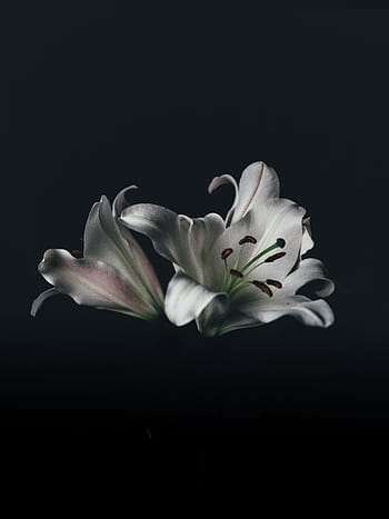 selectiv, focalizare fotografie, alb, regească, floare de liliac, floare, natură, inflori, estompa, bokeh, negru