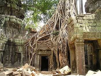 zelená, hnědý, kmenový chrám, krajina, fotografie, výstřel, angkor wat, vykořenit, Kambodža, jíst, zarostlý