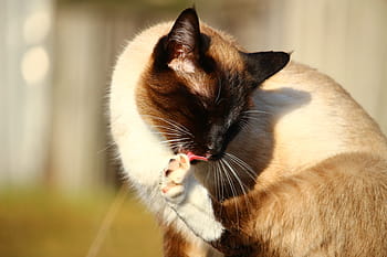 cat, siamese cat, clean, paw, breed cat, mieze, cat portrait