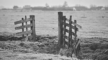 grayscale photo, wood gate, grass, barn, field, plant, fence, wood, farm, black and white, monochrome