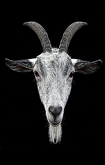 photography, gray, ram, head, black, background, ram head, horns, goat, eyes, coat