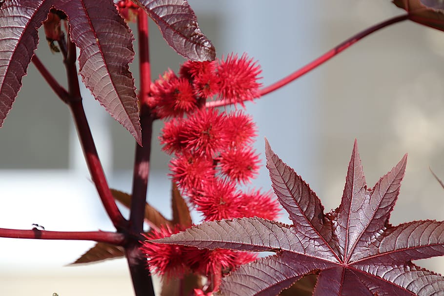 castor, castor ornamental, bright red color, red leaves, decorative, garden, gardening, horticulture, botany, flora, fall