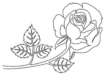 rosa, le foglie, stelo, fiore, floreale, fioritura, amore, pianta, fiorire, natura, giardino