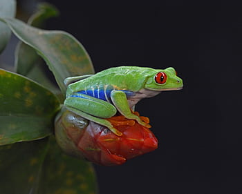 frog, red eye, amphibian, colorful, tropical, happy, cute, animal, green, nature, hop