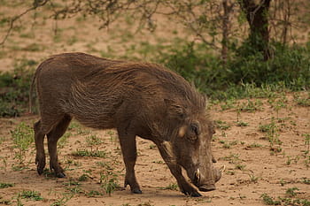 Warthog, Game, Reserve, Nature, Africa, game, reserve, wildlife, pig, wilderness, animal, animals In The Wild