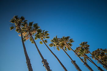 パームライン、 空、 bestamericanroadtrip、 青、 ヤシの木、 米国、 自然、 木、 屋外、 夏、 植物