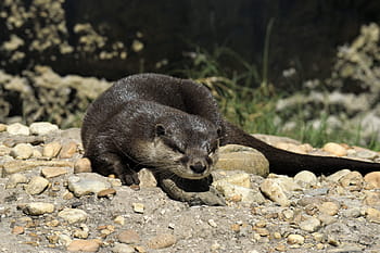 Sea Otter, Mammal, Wildlife, Animal, otter, marine, sea, fur, brown, aquatic, lutris