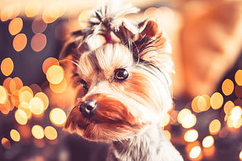 素晴らしい、 クリスマスの肖像画、 かわいい、 ヨークシャーテリア、 動物、 ボケ、 クリスマス、 クリスマスのボケ、 クリスマスの装飾、 クリスマスの夜、 クリスマスの休日