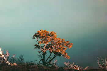 Marrone, leafed, albero, superiore, montagna, giorno, pianta, natura, autunno, paesaggio, nebbia