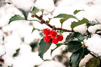 foto, rosso, frutta, albero, pianta, natura, frutta. albero, fiore, ramo, frutti di bosco, foglia